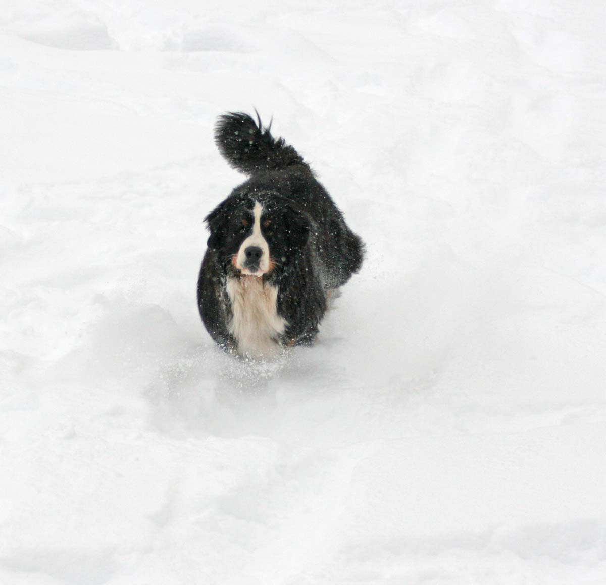 Bernese Beowulf
